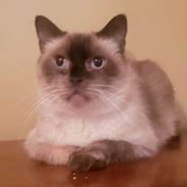 Thumbnail photo of Mr. Brown #2