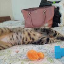 Thumbnail photo of LAP KITTY #2