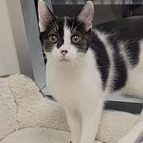 Thumbnail photo of Inky (AKA Boone) #2