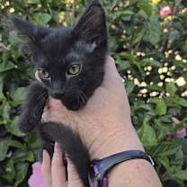 Thumbnail photo of Almond Joy #1