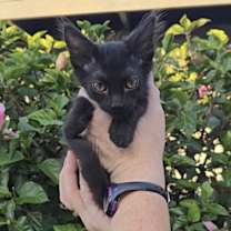 Thumbnail photo of Almond Joy #2