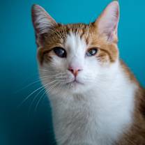 Thumbnail photo of Nouveau #1