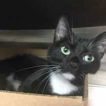 Thumbnail photo of DILLY (COURTESY POST) #1