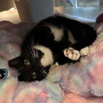 Thumbnail photo of DILLY (COURTESY POST) #2