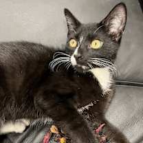 Thumbnail photo of Blaze #4