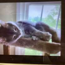 Thumbnail photo of REILLY #2