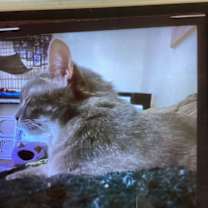 Thumbnail photo of REILLY #3