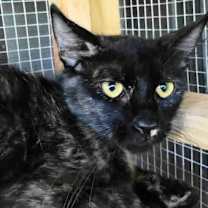 Thumbnail photo of A-Tora - Barn Cat #1