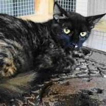 Thumbnail photo of A-Tora - Barn Cat #2