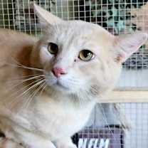 Thumbnail photo of A-Peaches - Barn Cat #1