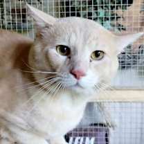 Thumbnail photo of A-Peaches - Barn Cat #2