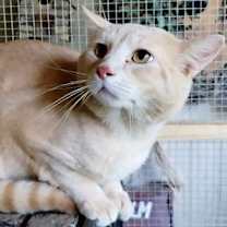 Thumbnail photo of A-Peaches - Barn Cat #3
