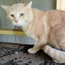 Thumbnail photo of A-Peaches - Barn Cat #4