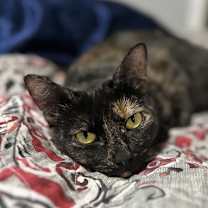 Thumbnail photo of Cricket K #1