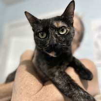 Thumbnail photo of Cricket K #2