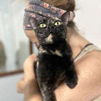 Thumbnail photo of Cricket K #3