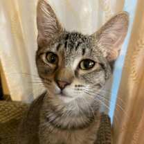 Thumbnail photo of Bruiser #1