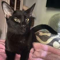 Thumbnail photo of BamBam #1