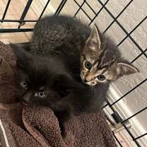 Thumbnail photo of BamBam #3