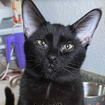 Thumbnail photo of BamBam #4