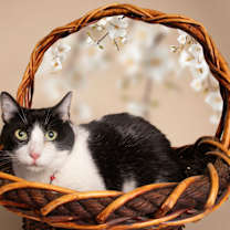 Thumbnail photo of VERONIKA #1