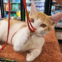 Thumbnail photo of Texas #2