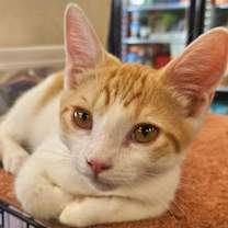 Thumbnail photo of Texas #1