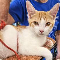 Thumbnail photo of Texas #4