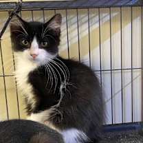 Thumbnail photo of Gizmo #2