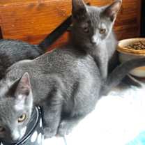 Thumbnail photo of Nebula (w/ Astra) #1