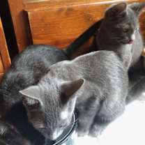 Thumbnail photo of Nebula (w/ Astra) #2