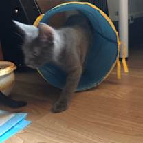 Thumbnail photo of Nebula (w/ Astra) #4