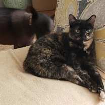 Thumbnail photo of Annabelle #4