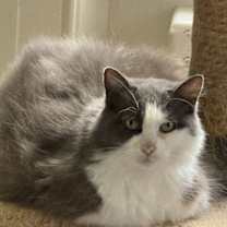 Thumbnail photo of Pearl - Sponsored by Alison W. #2