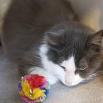 Thumbnail photo of Pearl - Sponsored by Alison W. #3