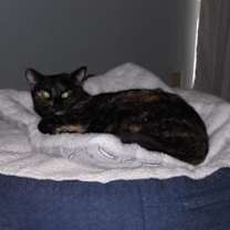 Thumbnail photo of Tika (Courtesy Post) #1