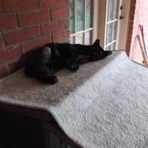 Thumbnail photo of Tika (Courtesy Post) #2