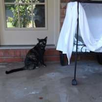 Thumbnail photo of Tika (Courtesy Post) #3