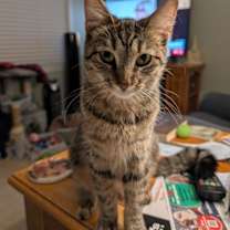 Thumbnail photo of C266 litter Suni lee #3