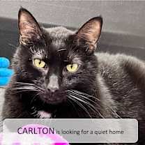 Thumbnail photo of Carlton #1