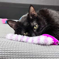 Thumbnail photo of Carlton #4
