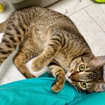 Thumbnail photo of Cookie #4