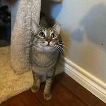 Thumbnail photo of Huck #1