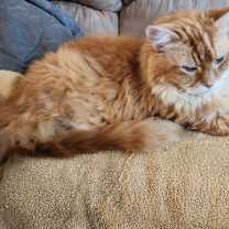 Thumbnail photo of MR. ORANGE (COURTESY POST) #1