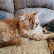 Thumbnail photo of MR. ORANGE (COURTESY POST) #2