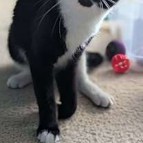 Thumbnail photo of Boots #1