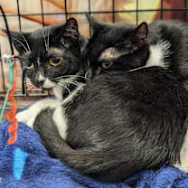 Thumbnail photo of Boots #2