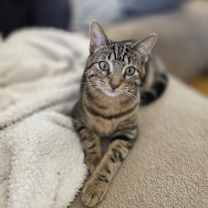 adopt-pet