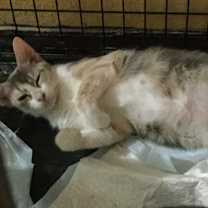 Thumbnail photo of Princess #1