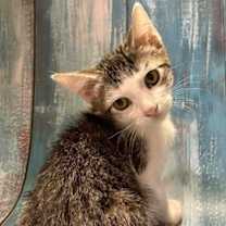 Thumbnail photo of Trax #1